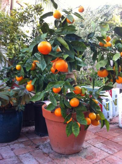 Our Tangelo tree on Dec. 4, heavy with fruit