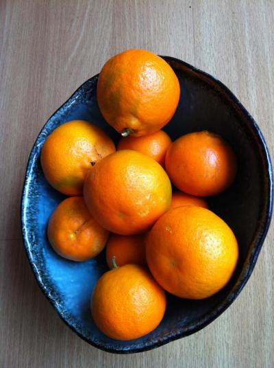 A bowl full of juicy sweet Tangelos - and there are many more left to pick