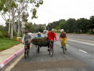 Taking the lane with our green cargo - Christmas tree transport by bike