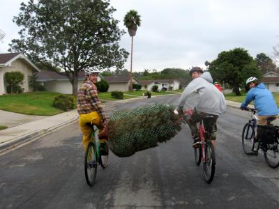 Leave the car at home, it's more fun - Christmas tree transport by bike