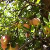 Apples in a tree at Calico Ranch, Wynola